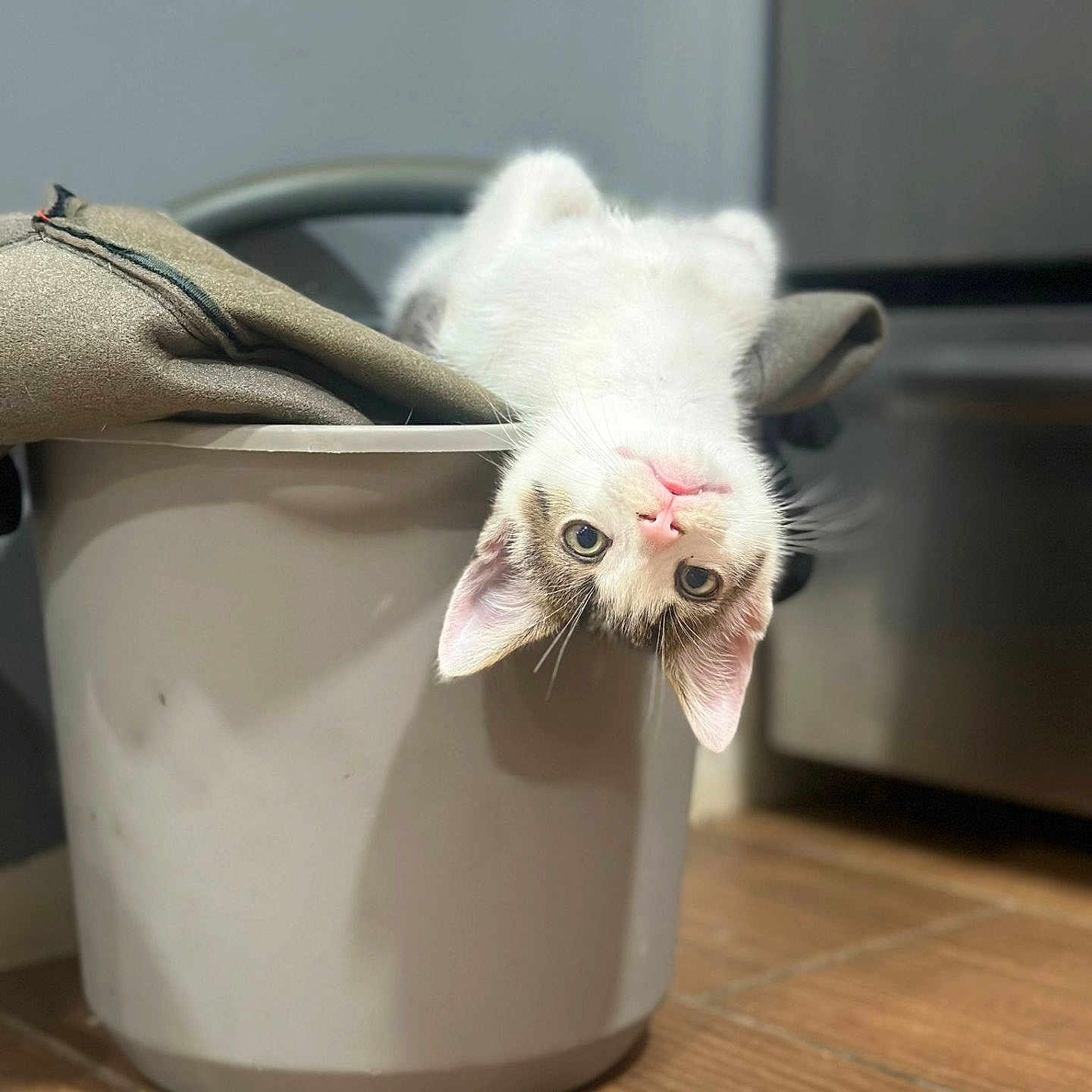 Momo joined the competition — help win amazing prizes! animal, bucket, cat, cloth, curious, domestic_cat, ears, eyes, face, floor, gray_spots, household, indoor, kitchen, kitten, pet, pink_nose, playful, tile_floor, white_cat