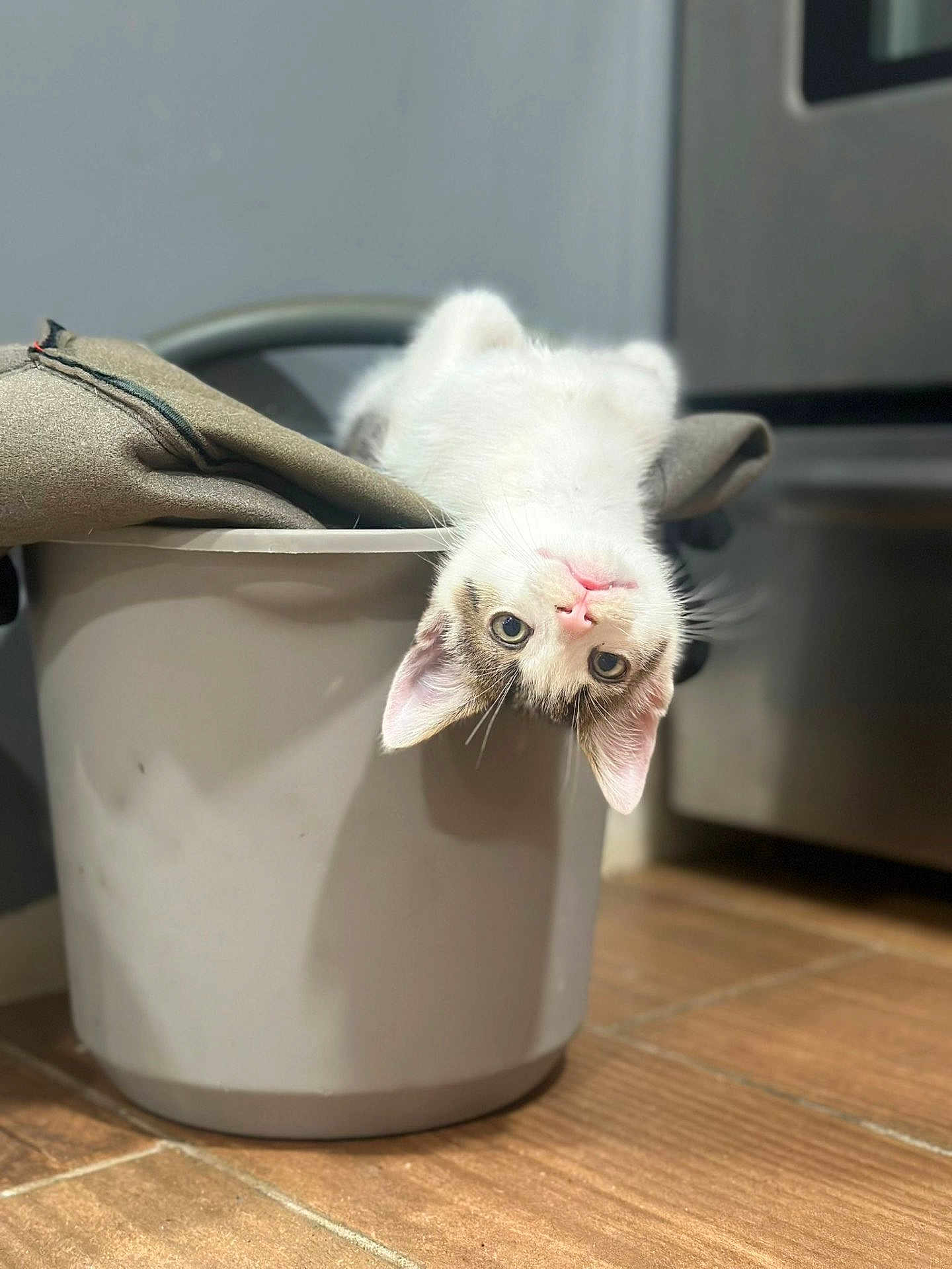 Momo joined the competition — help win amazing prizes! cat, kitten, bucket, cloth, floor, tile_floor, indoor, curious, playful, pet, animal, white_cat, gray_spots, ears, face, eyes, pink_nose, domestic_cat, household, kitchen