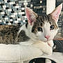 Momo is registered to the contest to win money with this photo: cat, tabby, white_fur, pet, indoor, cat_tree, perch, close_up, animal, feline, whiskers, ears, pink_nose, relaxed, looking, portrait, soft_texture, background, tile_wall, cute