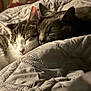 Momo is registered to the contest to win money with this photo: cat, sleeping, cozy, bed, quilt, feline, closeup, indoor, resting, cute, pets, fur, animal, comfort, warm, relaxation, snuggle, two_cats, peaceful, companion