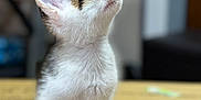 Momo is registered to the contest to win money with this photo: kitten, cat, white, tabby, fur, whiskers, curious, looking_up, cardboard_box, soft_light, indoor, pet, animal, cute, small, young, feline, blurred_background, sitting, adorable