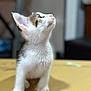 kitten, cat, white, tabby, fur, whiskers, curious, looking_up, cardboard_box, soft_light, indoor, pet, animal, cute, small, young, feline, blurred_background, sitting, adorable