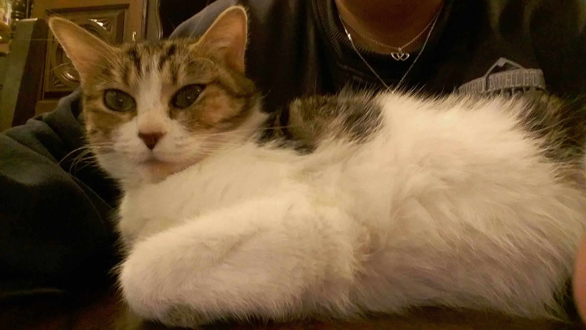 Chatounette a rejoint le concours — aidez-le/la à gagner de superbes lots ! aegean_cat, asian, asian_semi_longhair, british_semi_longhair, carnivore, cat, domestic_long_haired_cat, felidae, fur, kitten, mammal, norwegian_forest_cat, polydactyl_cat, ragamuffin, ragdoll, siberian, small_to_medium_sized_cats, turkish_van, vertebrate, whiskers