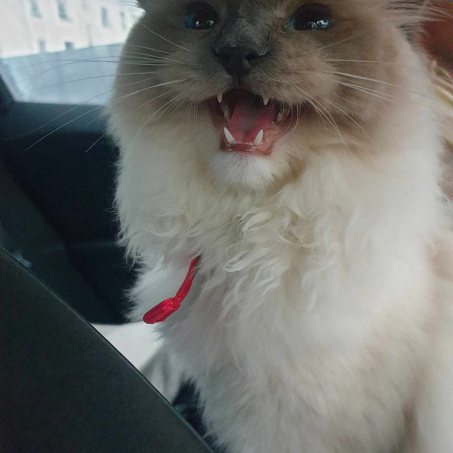 Saphir a rejoint le concours — aidez-le/la à gagner de superbes lots ! accessories, angora, animal, armchair, bodypart, cat, chair, couch, cushion, furniture, homedecor, kitten, manx, mouth, person, pet, siamese, snout, teeth, tongue