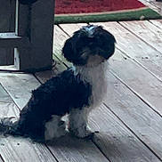 Mollyjo N Pj is registered to the contest to win money with this photo: dog, black_and_white, small_dog, wooden_deck, outdoor, pet, sitting, curious, railing, mat, floor, animal, furry, companion, domestic, canine, quiet, resting, cute, fence