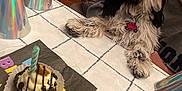 Mollyjo N Pj is registered to the contest to win money with this photo: dog, birthday, cupcake, candle, party_hat, tablecloth, napkin, living_room, couch, wood_floor, celebration, pet, indoor, fur, black_and_white, relaxing, collar, tag, food, party