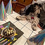 dog, birthday, cupcake, candle, party_hat, tablecloth, napkin, living_room, couch, wood_floor, celebration, pet, indoor, fur, black_and_white, relaxing, collar, tag, food, party