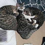 Banisha Deering is registered to the contest to win money with this photo: cat, tabby_cat, sleeping, cuddle, pets, indoor, blanket, sofa, feline, animal, resting, fur, cozy, cute, domestic_animal, pattern, closeup, group, relaxation, companion