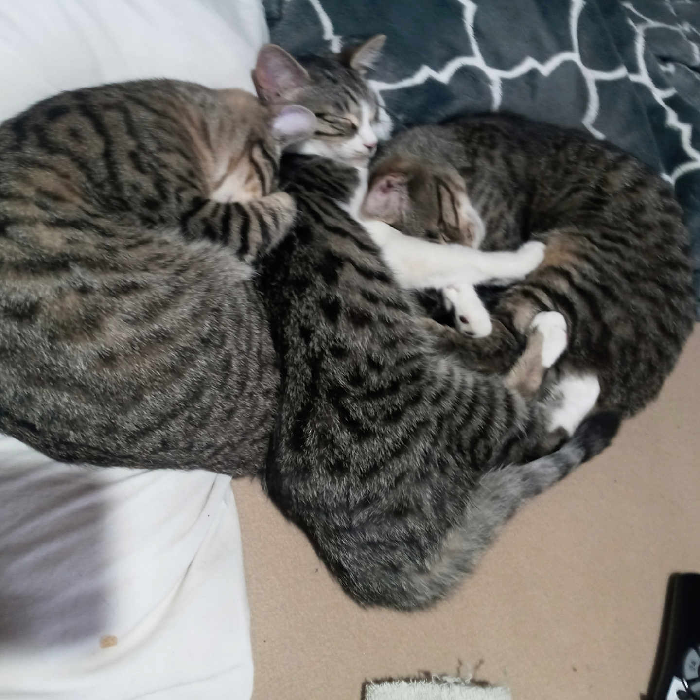 Banisha Deering is registered to the contest to win money with this photo: animal, blanket, cat, closeup, companion, cozy, cuddle, cute, domestic_animal, feline, fur, group, indoor, pattern, pets, relaxation, resting, sleeping, sofa, tabby_cat