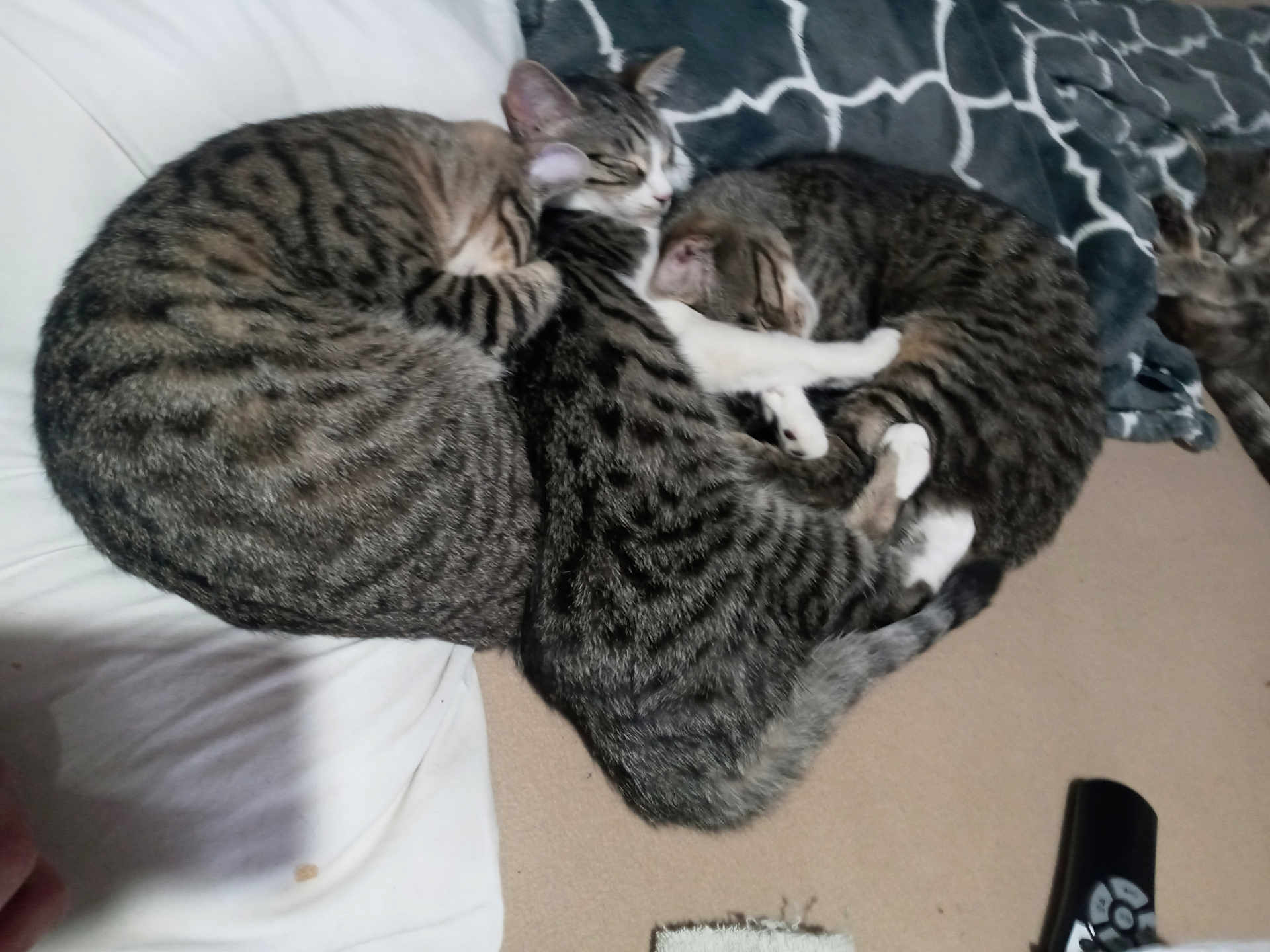Banisha Deering is registered to the contest to win money with this photo: cat, tabby_cat, sleeping, cuddle, pets, indoor, blanket, sofa, feline, animal, resting, fur, cozy, cute, domestic_animal, pattern, closeup, group, relaxation, companion