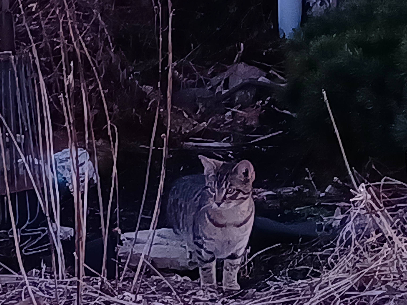 Tigger is registered to the contest to win money with this photo: branch, carnivore, cat, darkness, domestic_short_haired_cat, fawn, felidae, grass, monochrome, monochrome_photography, organism, plant, small_to_medium_sized_cats, snout, tail, terrestrial_animal, trunk, twig, whiskers, wood