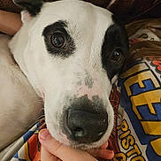 Luna is registered to the contest to win money with this photo: dog, close_up, black_and_white, face, nose, hand, person, shirt, text, resting, pet, animal, cute, calm, indoor, cozy, fur, expression, companion, friendship
