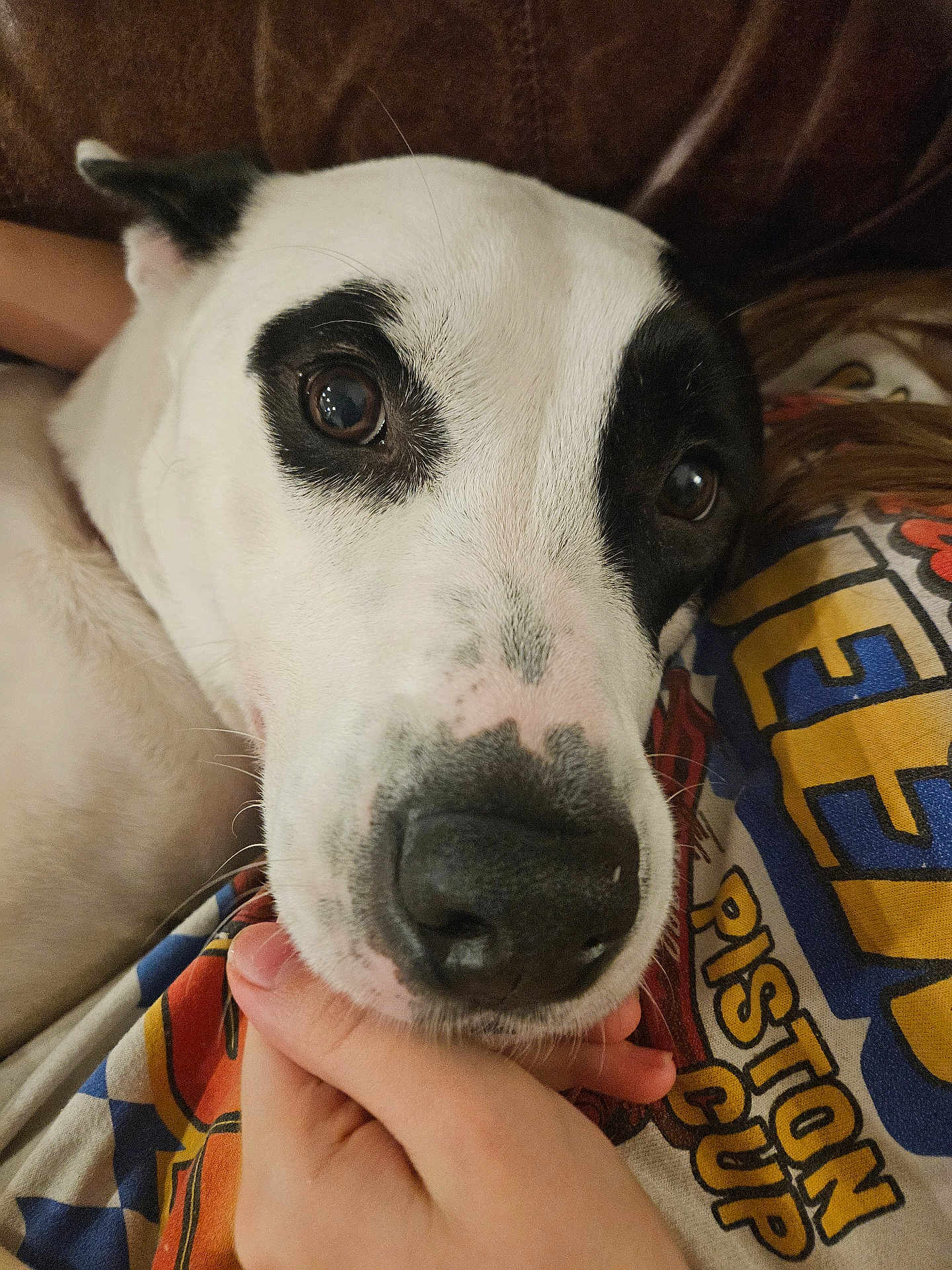 Luna is registered to the contest to win money with this photo: dog, close_up, black_and_white, face, nose, hand, person, shirt, text, resting, pet, animal, cute, calm, indoor, cozy, fur, expression, companion, friendship