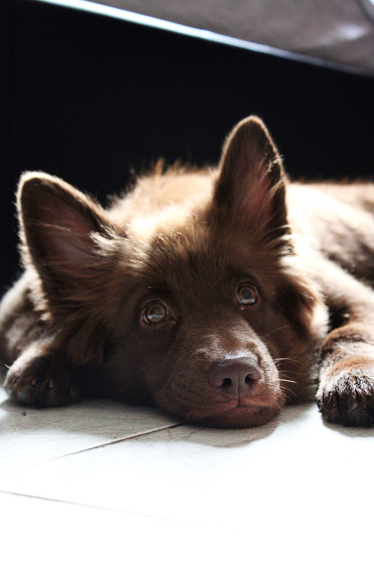 Sakura a rejoint le concours — aidez-le/la à gagner de superbes lots ! canis, carnivore, companion_dog, dog, dog_breed, fur, liver, non_sporting_group, snout, whiskers, working_animal, working_dog