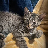 Lil Bro is registered to the contest to win money with this photo: animal, bell, blanket, cat, closeup, collar, cozy, curious, cute, domestic, feline, fur, indoor, kitten, paw, pet, resting, soft, tabby, whiskers