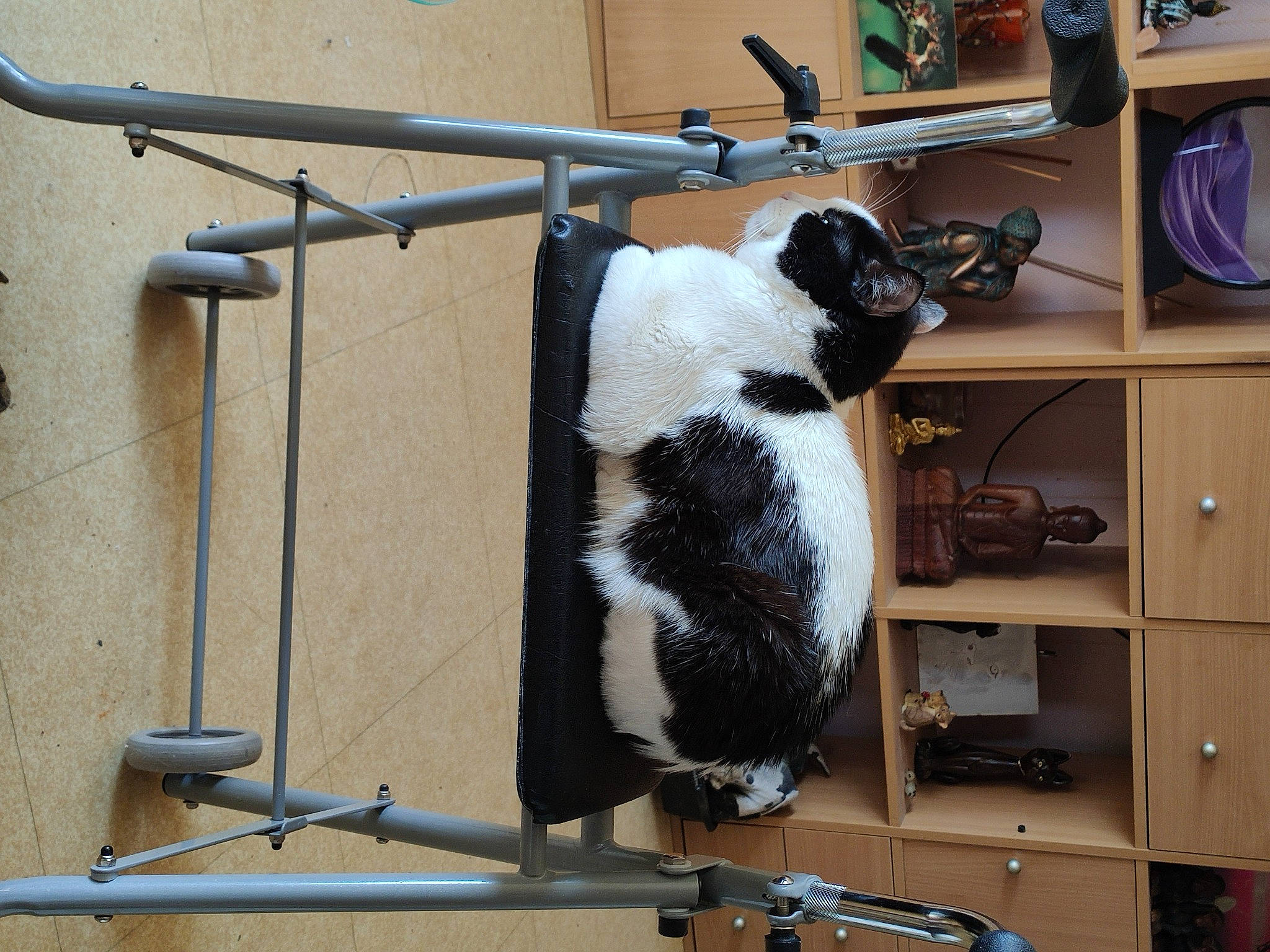 Jah a rejoint le concours — aidez-le/la à gagner de superbes lots ! bicycle_accessory, bicycle_fork, bicycle_frame, bicycle_handlebar, bicycle_part, bicycle_saddle, bicycle_tire, cabinetry, carnivore, cat, drawer, felidae, fur, metal, room, shelf, small_to_medium_sized_cats, snapshot, tail, wood