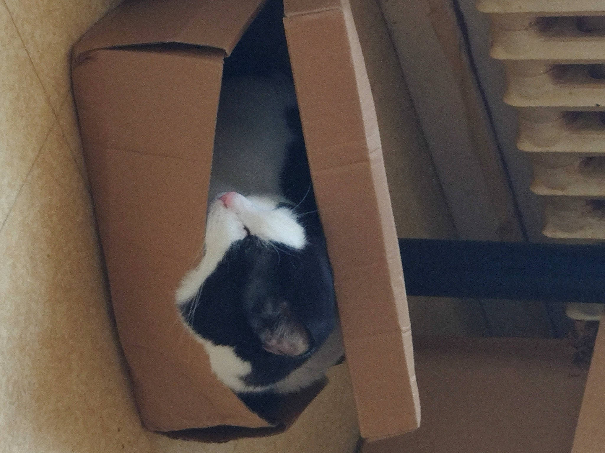 Jah participe au concours pour gagner de l'argent avec cette photo : box, cardboard, carnivore, carton, cat, dog_breed, felidae, flooring, fur, hardwood, packaging_and_labeling, packing_materials, pet_supply, plywood, shipping_box, small_to_medium_sized_cats, snout, tail, whiskers, wood