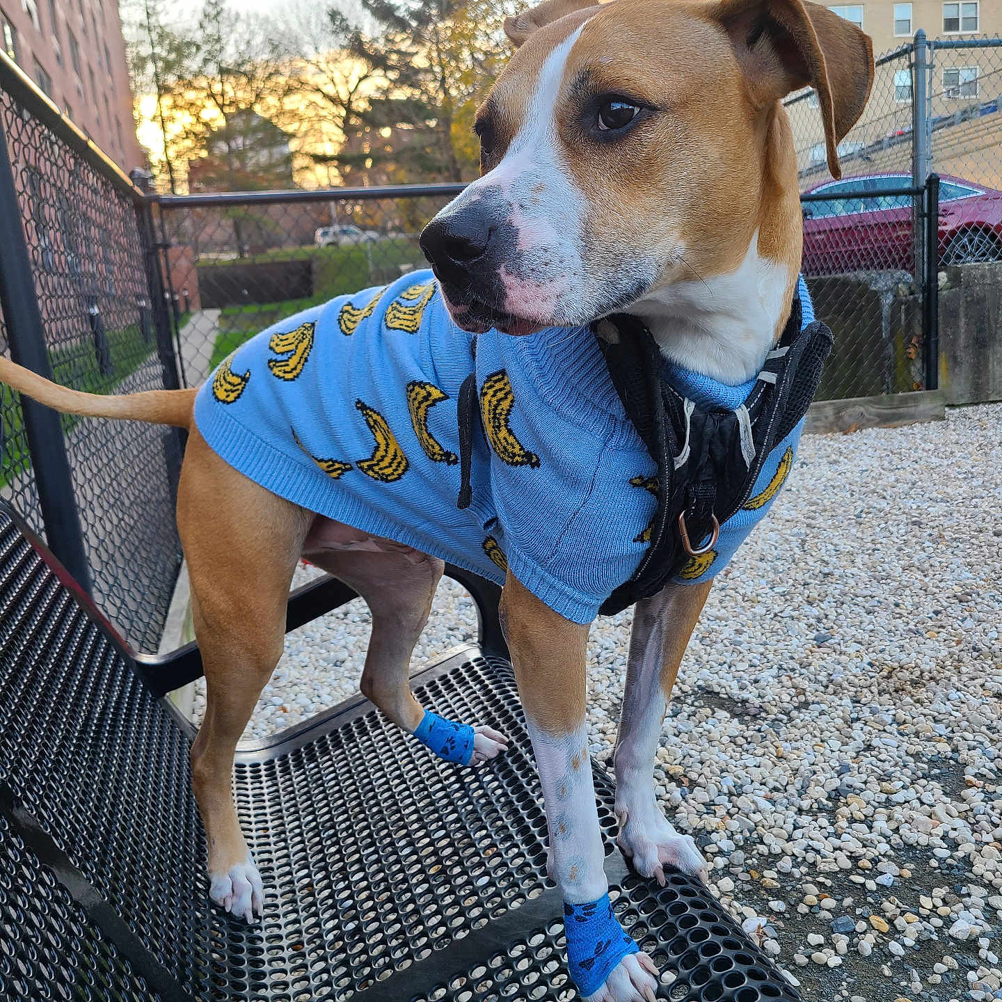 Cooper is registered to the contest to win money with this photo: alert, animal, banana_pattern, bench, blue_sweater, building, canine, daylight, dog, fashion, fence, gravel, leash, outdoor, paw_wraps, pet, side_view, standing, sunset, urban