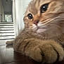 cat, orange_tabby, paw, close_up, indoor, staircase, clock, wooden_surface, furniture, curious, pet, animal, domestic_cat, fur, whiskers, eyes, relaxing, home, interior, blurred_background