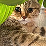 cat, tabby_cat, close_up, green_leaves, curious, big_eyes, fur, wooden_surface, pet, animal, indoor, nature, plant, leaf, whiskers, cute, feline, portrait, relaxed, domestic_cat