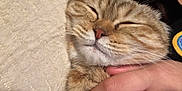 Saoirse joined the competition — help win amazing prizes! cat, close_up, sleeping, hand, pet, feline, cozy, comfort, cute, fur, whiskers, domestic_animal, animal, mammal, relaxation, snuggling, face, nose, paw, soft
