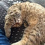 cat, tabby, sleeping, curled_up, fluffy, pet, indoor, cozy, blanket, patterned, feline, paw, cute, relaxed, resting, fur, animal, couch, comfort, nap