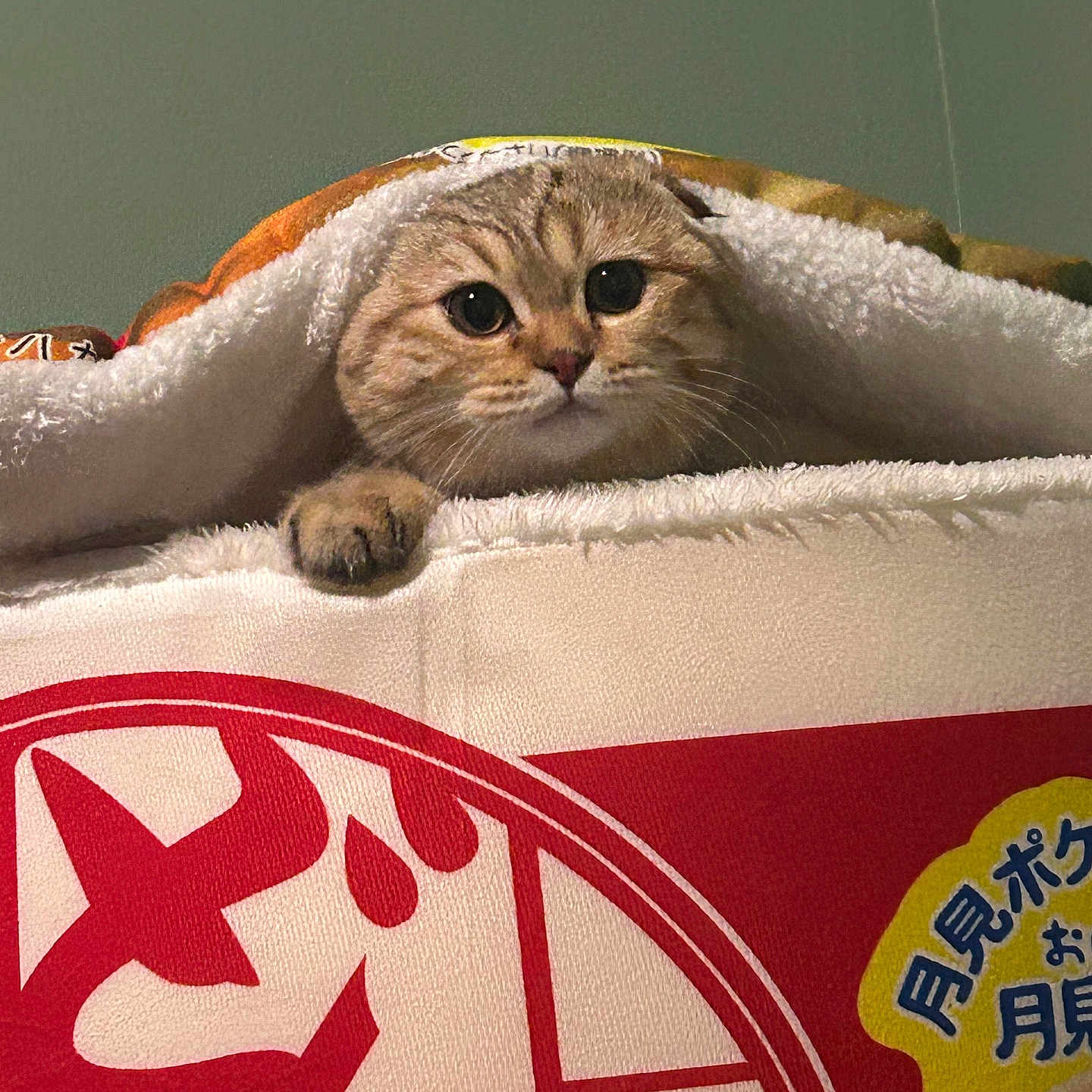 Saoirse joined the competition — help win amazing prizes! animal, blanket, cat, closeup, comfort, cozy, curious, cute, fabric, face, fur, indoor, japanese_text, pattern, paw, pet, red, resting, soft, yellow