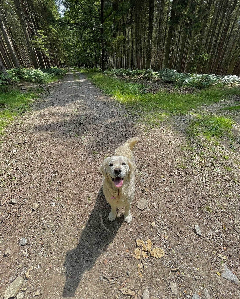 Pastel participe au concours pour gagner de l'argent avec cette photo : canidae, carnivore, companion_dog, dog, dog_breed, dog_supply, fawn, forest, grass, leash, plant, road, road_surface, snout, soil, sporting_group, tail, tree, walking, working_animal