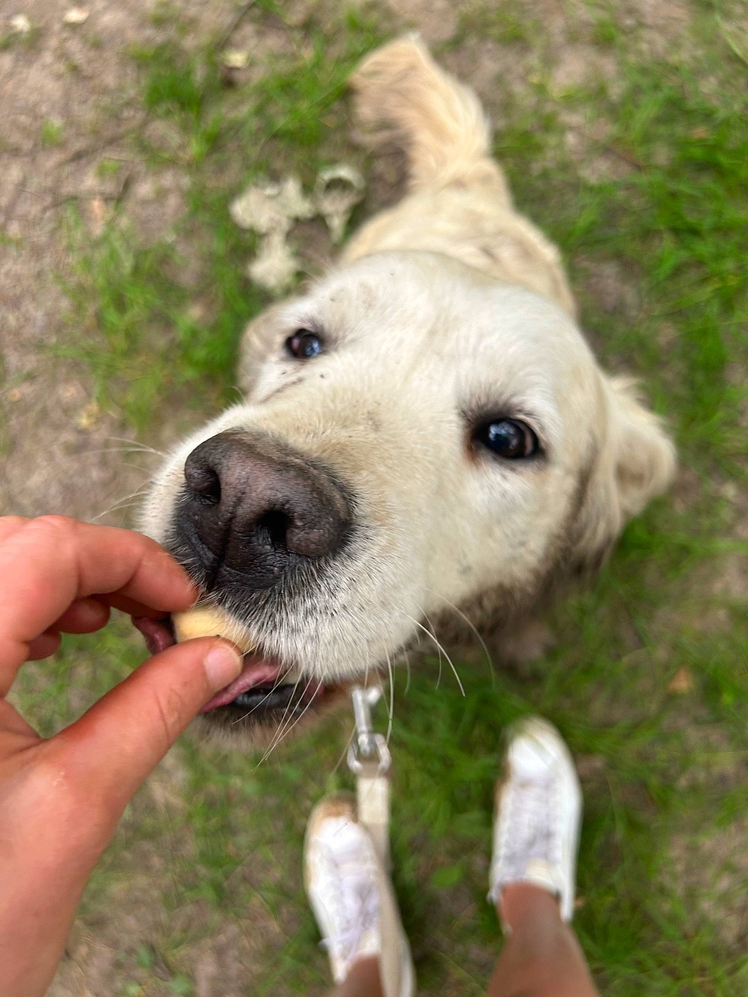 Pastel a rejoint le concours — aidez-le/la à gagner de superbes lots ! ancient_dog_breeds, carnivore, collar, companion_dog, dog, dog_breed, dog_collar, fawn, grass, livestock_guardian_dog, nail, plant, retriever, snout, sporting_group, terrestrial_animal, thumb, whiskers, working_animal, working_dog