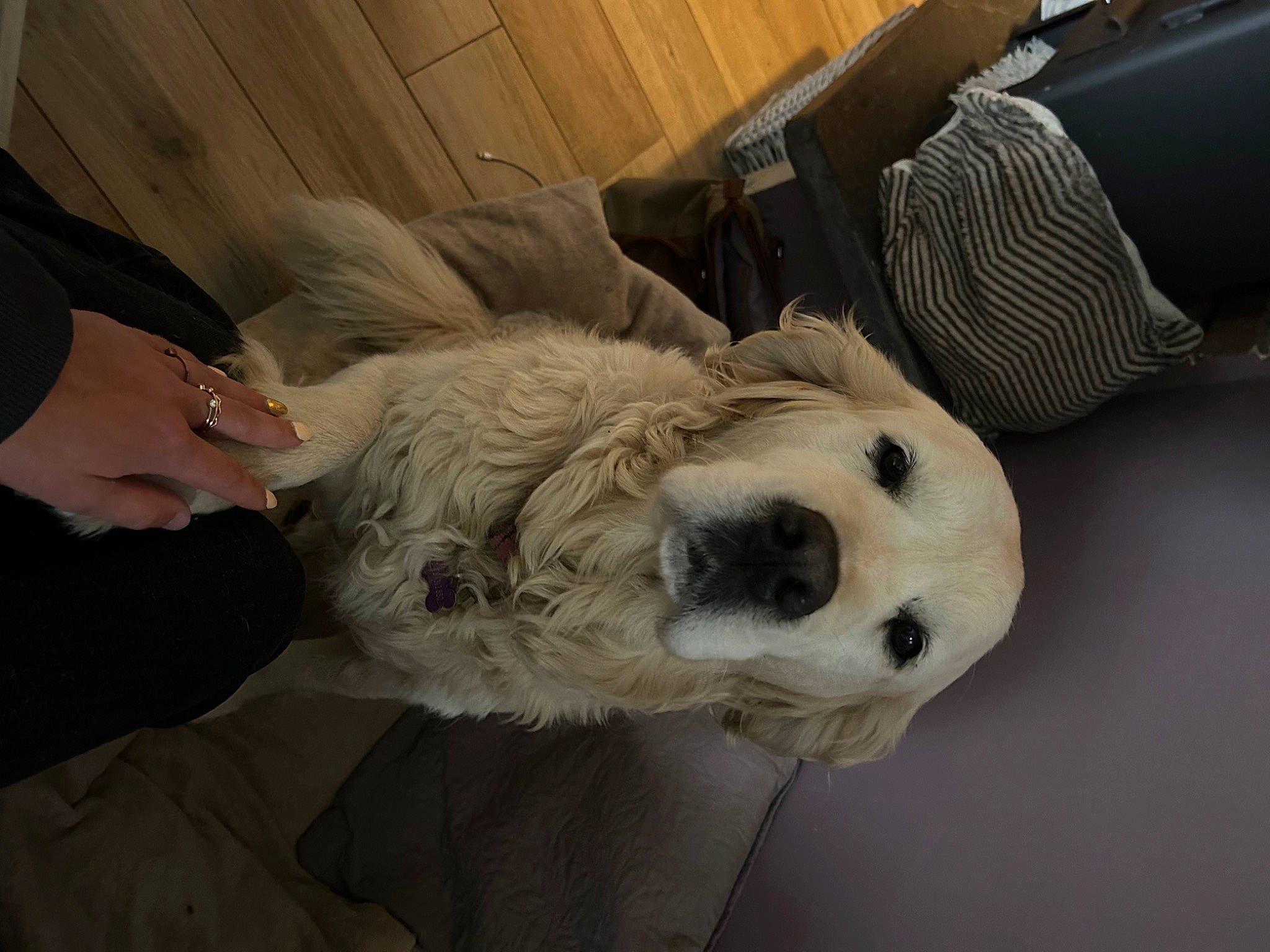 Pastel a rejoint le concours — aidez-le/la à gagner de superbes lots ! carnivore, comfort, companion_dog, dog, dog_breed, fur, non_sporting_group, polar_bear, sporting_group, terrestrial_animal, whiskers, working_animal