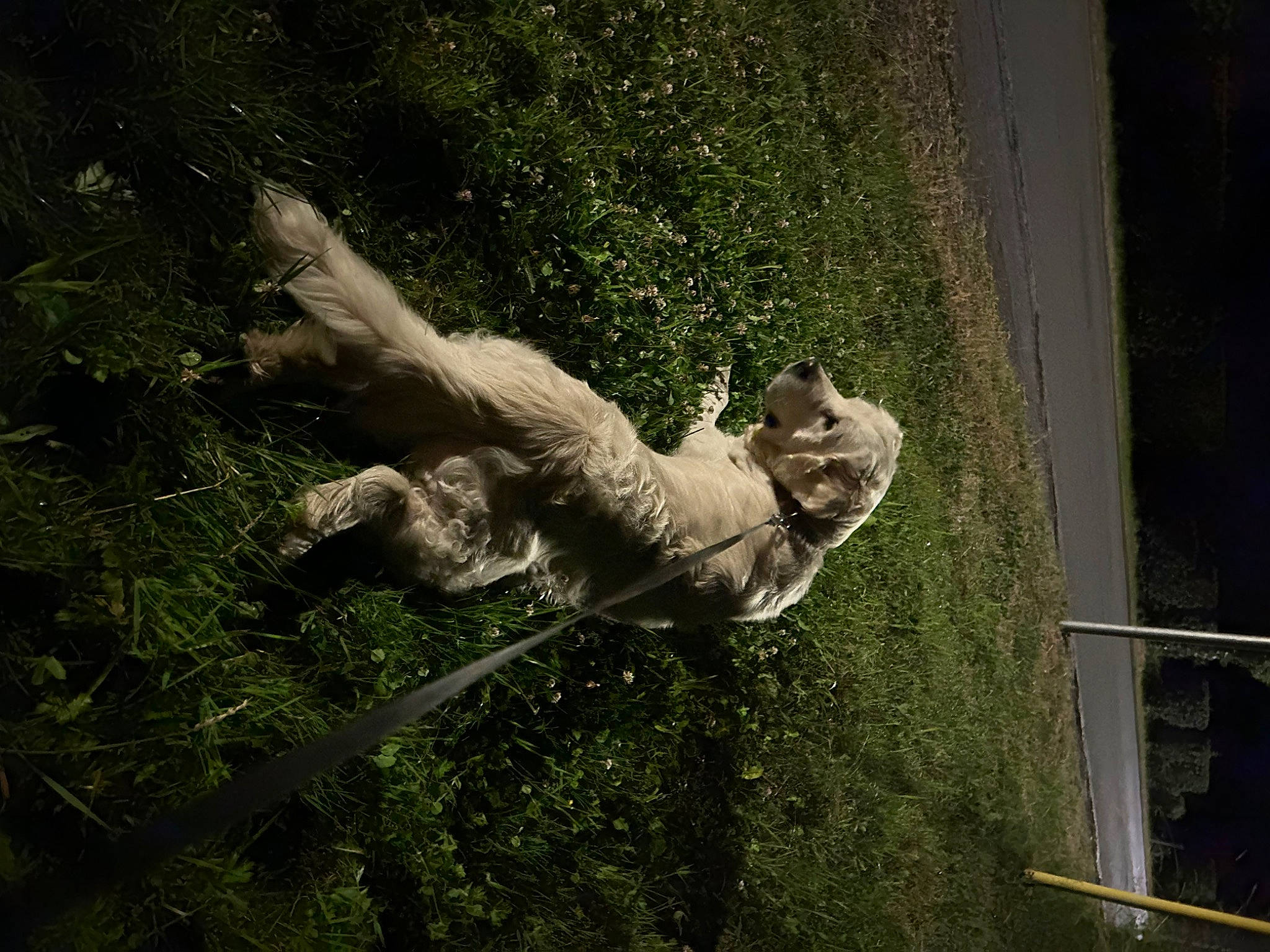 Pastel a rejoint le concours — aidez-le/la à gagner de superbes lots ! adventure, art, grass, happy, jumping, leisure, monument, organism, people_in_nature, plant, recreation, sculpture, shadow, sporting_group, statue, tail, tints_and_shades, tree, visual_arts, water