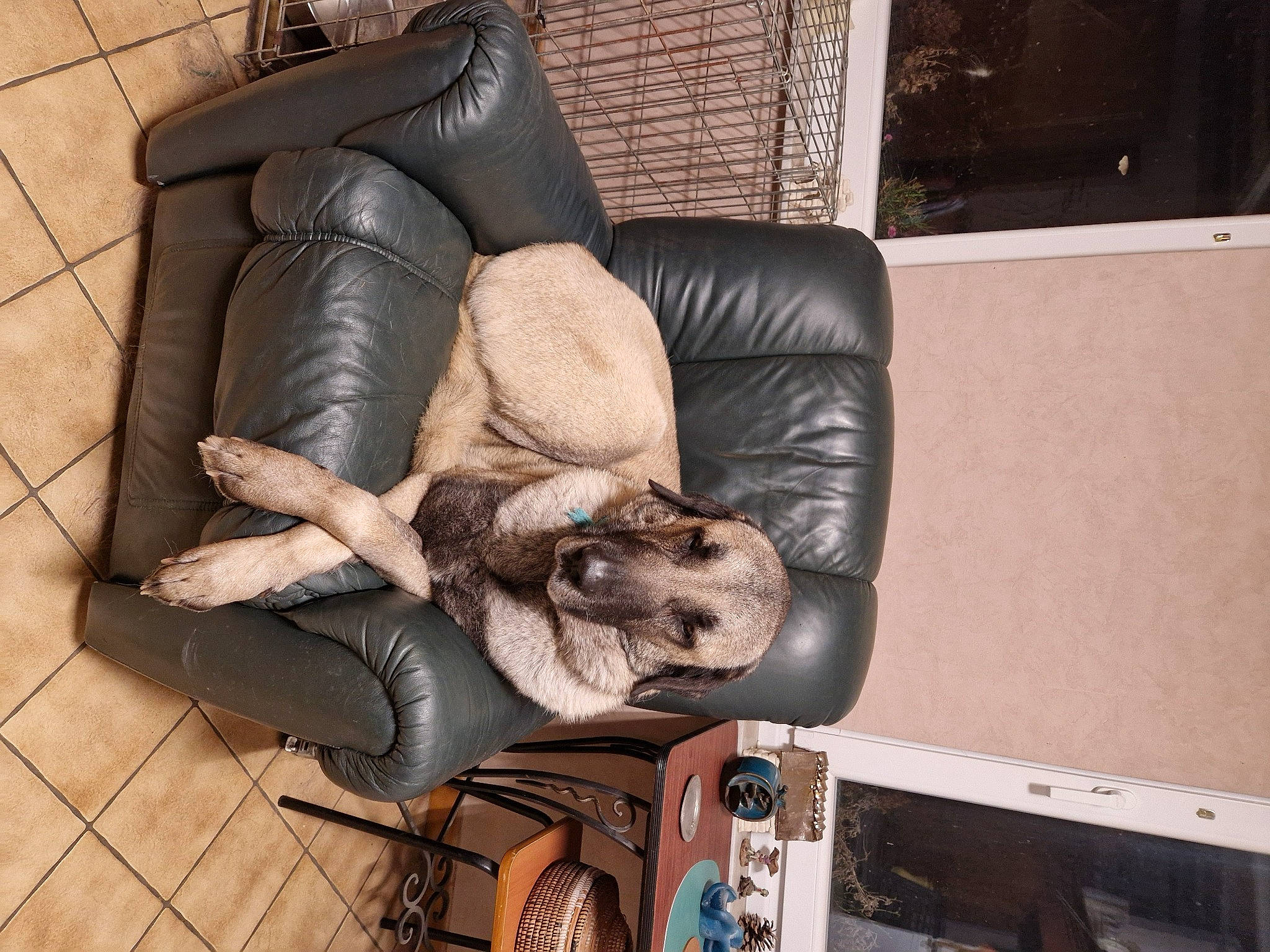 Oural a rejoint le concours — aidez-le/la à gagner de superbes lots ! armrest, canidae, carnivore, chair, comfort, companion_dog, couch, dog, dog_breed, fawn, flooring, fur, furniture, hardwood, human_leg, liver, living_room, sporting_group, wood, working_animal