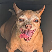 Zoe joined the competition — help win amazing prizes! dog, small_dog, tongue_out, happy, pet, animal, closeup, brown_fur, canine, smiling, cute, domestic_animal, ears_up, playful, friendly, looking_up, mouth_open, indoor, adorable, companion