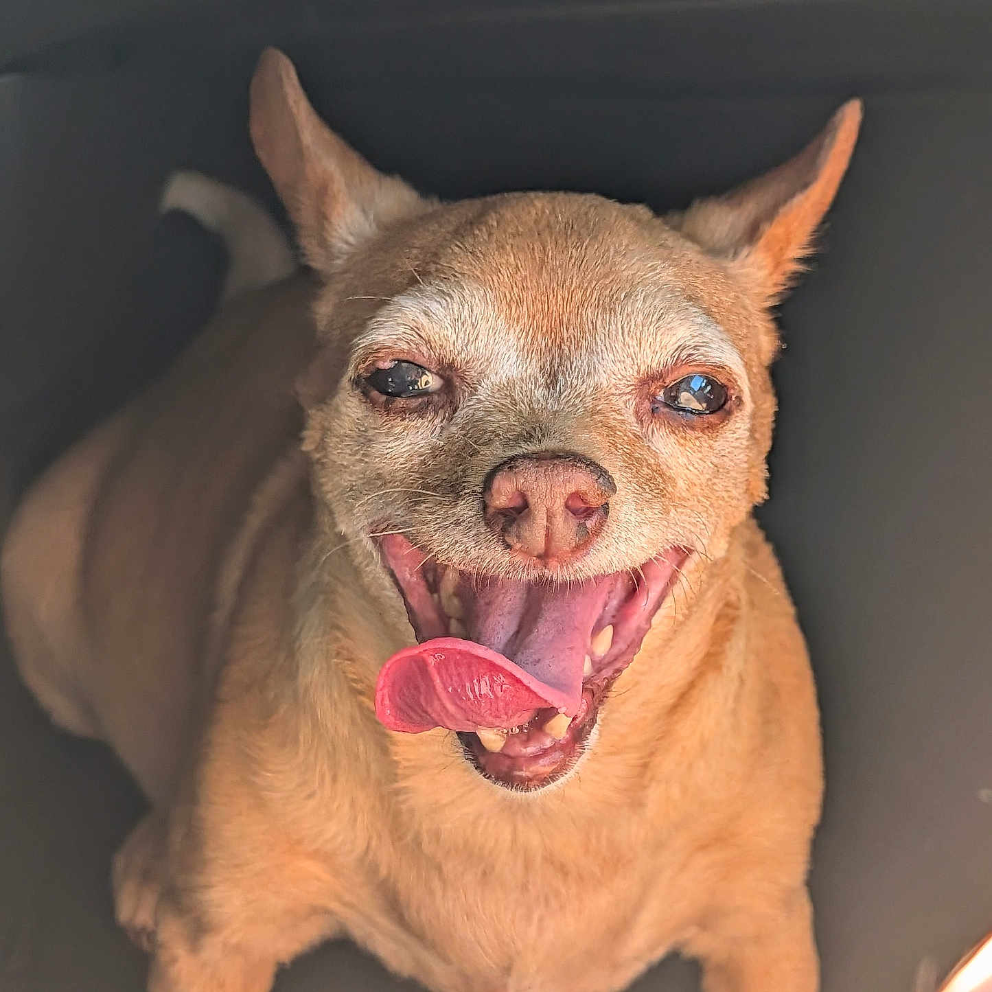 Zoe joined the competition — help win amazing prizes! dog, small_dog, tongue_out, happy, pet, animal, closeup, brown_fur, canine, smiling, cute, domestic_animal, ears_up, playful, friendly, looking_up, mouth_open, indoor, adorable, companion
