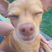 Zoe is registered to the contest to win money with this photo: dog, close_up, blur, outdoor, grass, plant, pet, lap, hand, ears, brown_fur, nose, person, skin, casual, summer, nature, relaxing, cute, companion