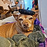 Zoe joined the competition — help win amazing prizes! dog, small_dog, beret, hat, blanket, indoor, pet, cute, relaxed, brown_dog, furniture, home, cozy, portrait, animal, resting, expression, canine, sleepy, soft
