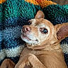 Zoe joined the competition — help win amazing prizes! animal, blanket, closeup, colorful, cozy, cute, dog, ear, fur, indoor, looking_up, lying_down, paw, pet, portrait, relaxed, small_dog, snout, soft_lighting, tan