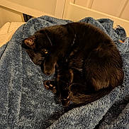 Wednesday is registered to the contest to win money with this photo: black_cat, cat, pet, animal, feline, cozy, blanket, blue_blanket, sleeping, curl, fur, paw, indoor, resting, cute, soft_texture, relaxed, home, warm, comfort