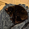 black_cat, cat, pet, animal, feline, cozy, blanket, blue_blanket, sleeping, curl, fur, paw, indoor, resting, cute, soft_texture, relaxed, home, warm, comfort