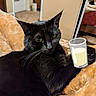 Wednesday is registered to the contest to win money with this photo: animal, black_cat, blanket, cat, closeup, comfort, cozy, cute, drink, edit, feline, fur, home, indoor, milk, paw, pet, relaxed, resting, whiskers