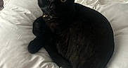 Wednesday is registered to the contest to win money with this photo: animal, bed, bedding, bell, black_cat, cat, collar, cozy, cute, domestic_animal, ears, eyes, floral_pattern, fur, indoor, pet, pillow, relaxed, resting, white_pillow