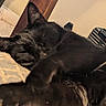 cat, black_cat, sleeping, indoor, cushion, wooden_furniture, pet, animal, resting, cozy, close_up, furry, domestic_animal, quiet, relaxing, home, soft_light, paw, whiskers, fur