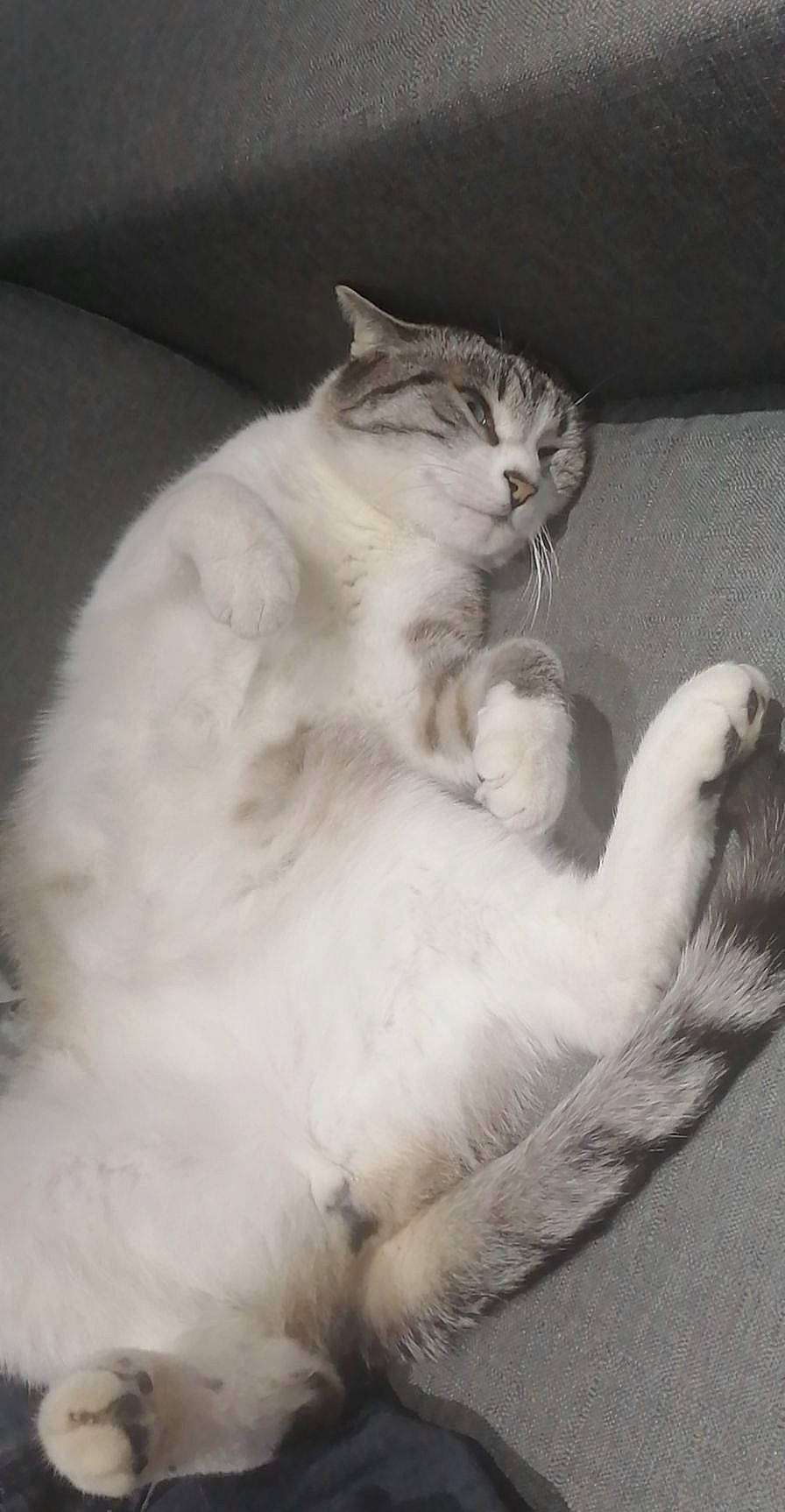 Omaley participe au concours pour gagner de l'argent avec cette photo : carnivore, cat, claw, comfort, domestic_short_haired_cat, felidae, fur, paw, sitting, small_to_medium_sized_cats, snout, tail, whiskers, window