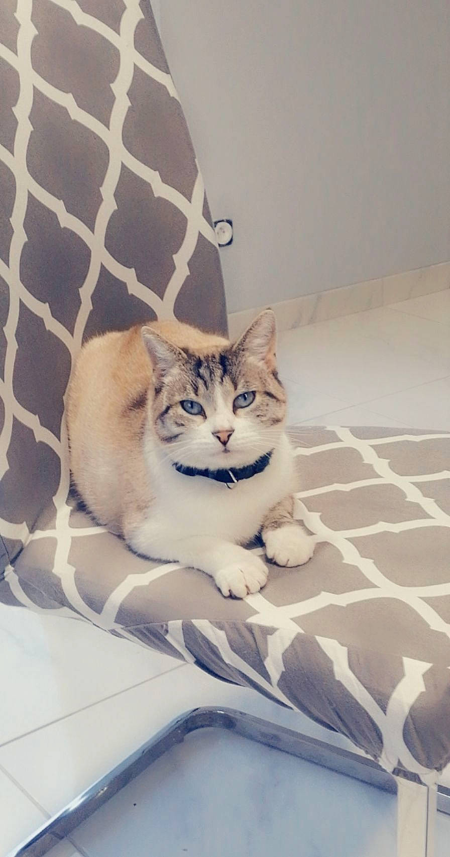 Omaley participe au concours pour gagner de l'argent avec cette photo : carnivore, cat, comfort, domestic_short_haired_cat, door, eye, fawn, felidae, flooring, fur, grey, mesh, paw, pet_supply, small_to_medium_sized_cats, snout, tail, whiskers, window, wood