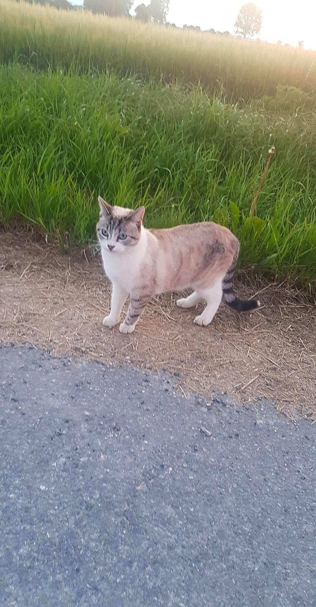 Omaley participe au concours pour gagner de l'argent avec cette photo : aegean_cat, carnivore, cat, domestic_short_haired_cat, european_shorthair, fawn, felidae, grass, kitten, mammal, plant, road, sand, small_to_medium_sized_cats, tail, whiskers, wildlife