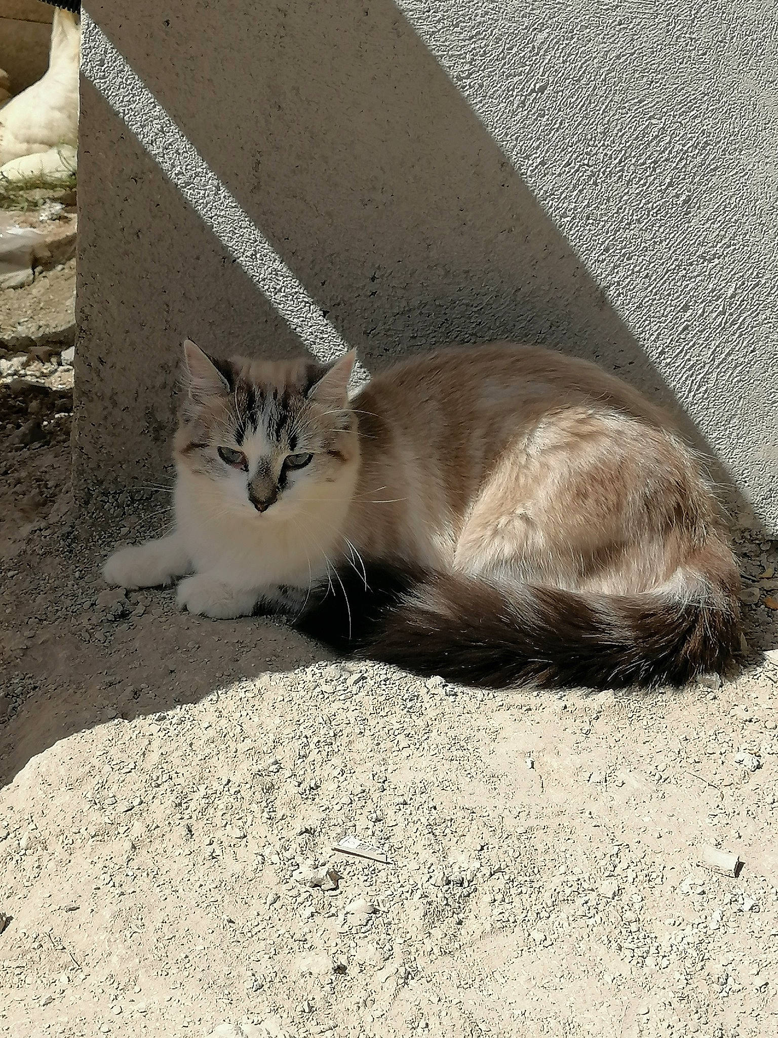 Prunille a rejoint le concours — aidez-le/la à gagner de superbes lots ! carnivore, cat, claw, comfort, domestic_short_haired_cat, fawn, felidae, fur, grey, paw, road_surface, sand, small_to_medium_sized_cats, snout, street, tail, terrestrial_animal, whiskers, wildlife, window