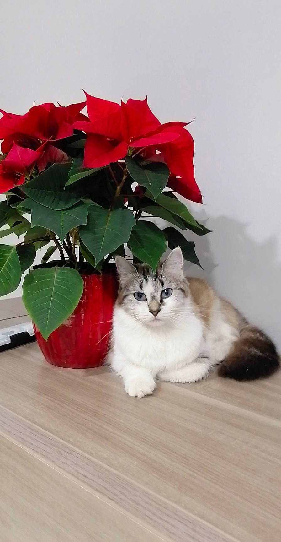 Prunille participe au concours pour gagner de l'argent avec cette photo : artificial_flower, carmine, carnivore, cat, felidae, flooring, flower, flowerpot, fur, herbaceous_plant, houseplant, petal, plant, rose, small_to_medium_sized_cats, table, tail, whiskers, window, wood