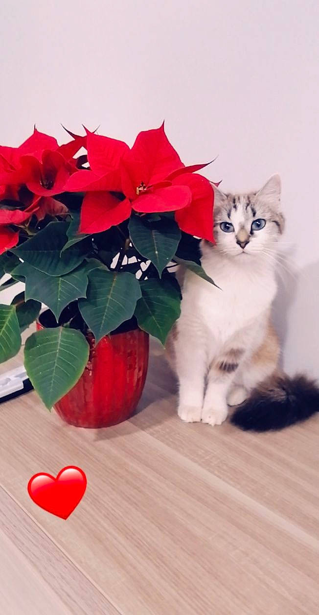Prunille a rejoint le concours — aidez-le/la à gagner de superbes lots ! carmine, carnivore, cat, christmas_decoration, domestic_short_haired_cat, event, felidae, flower, flowerpot, fur, houseplant, petal, plant, small_to_medium_sized_cats, tail, tree, wheel, whiskers, window, wood