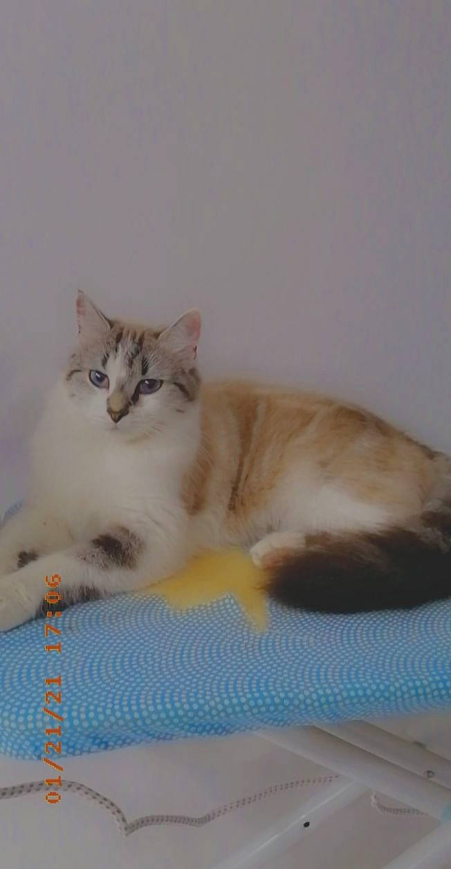 Prunille participe au concours pour gagner de l'argent avec cette photo : carnivore, cat, cat_supply, claw, comfort, domestic_short_haired_cat, fawn, felidae, fur, paw, small_to_medium_sized_cats, tail, terrestrial_animal, whiskers, wood