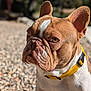Sully participe au concours pour gagner de l'argent avec cette photo : animal, background_blur, brown, canine, close_up, collar, companion, dog, ears, expression, french_bulldog, gravel, nature, outdoor, pet, portrait, sitting, sunlight, white, wrinkles